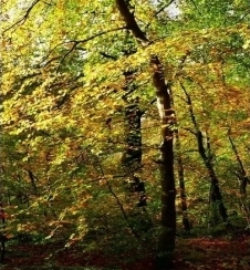 Новый продукт: Гидроксипропилтетрагидропирантриол (маслорастворимый).